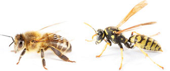 Bronx NY Exterminators Pest Control Bees & Wasps