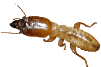 Bronx NY Exterminators Pest Control Termites